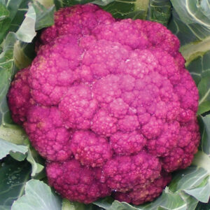 Cavolfiore Violetto F1