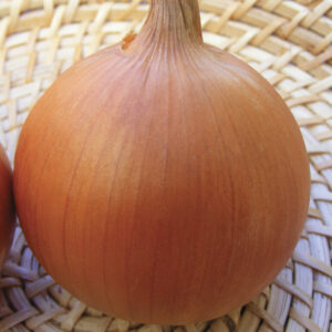 Cipolla Dorata